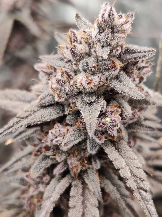 Marathon OG Auto F4