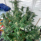 (Special Reserve Cookies III x Grape Dosi Breath)