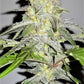 (Dark Jedi x Grape Dosi Breath)