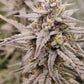 Marathon OG Auto F4