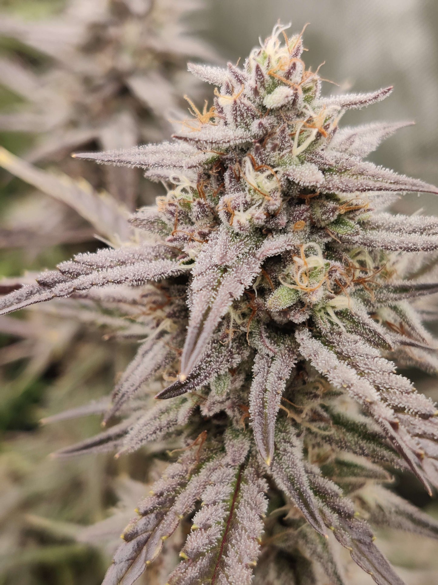 Marathon OG Auto F4