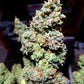 (Triple Platinum Cookies x Grape Dosi Breath)