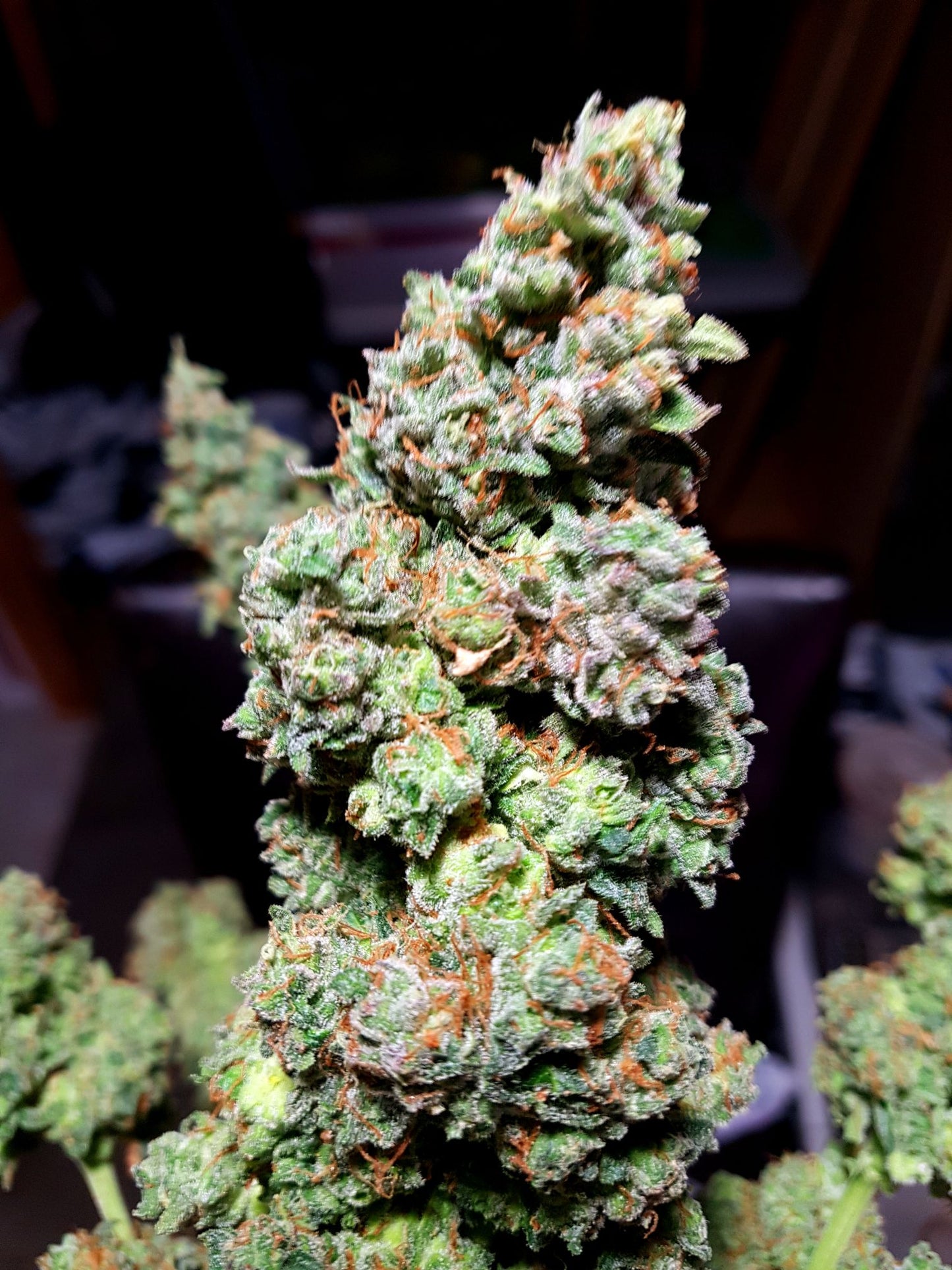 (Triple Platinum Cookies x Grape Dosi Breath)